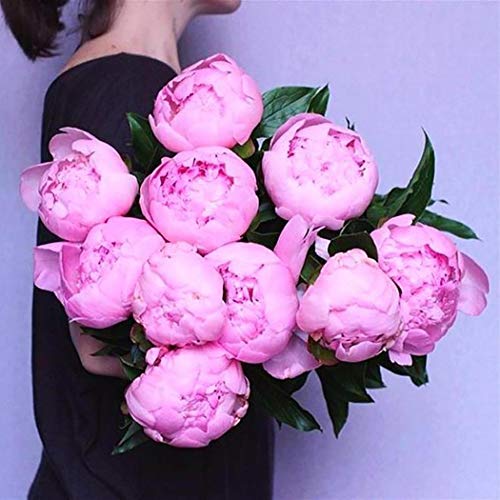 Cioler Seme di fiore- 20pcs Misto Raro Peonia Ranunculus Fiore Semi Giardino di Casa Fiore Sementi fiori ornamentali - 4