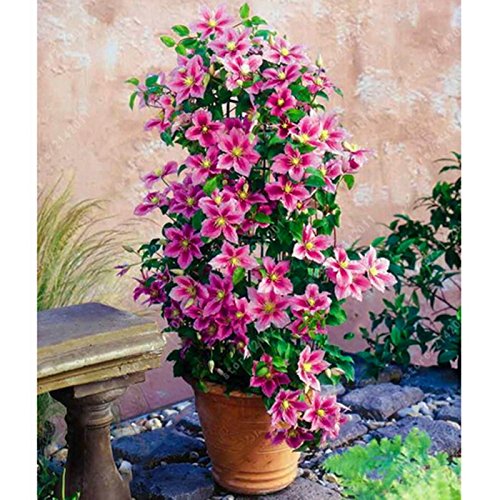 Ncient 50 Semi Sementi di Clematide di Colori Misti Fiori Rari Semi Profumati Fiori Piante per Orto Giardino Balcone Interni ed Esterni - 2